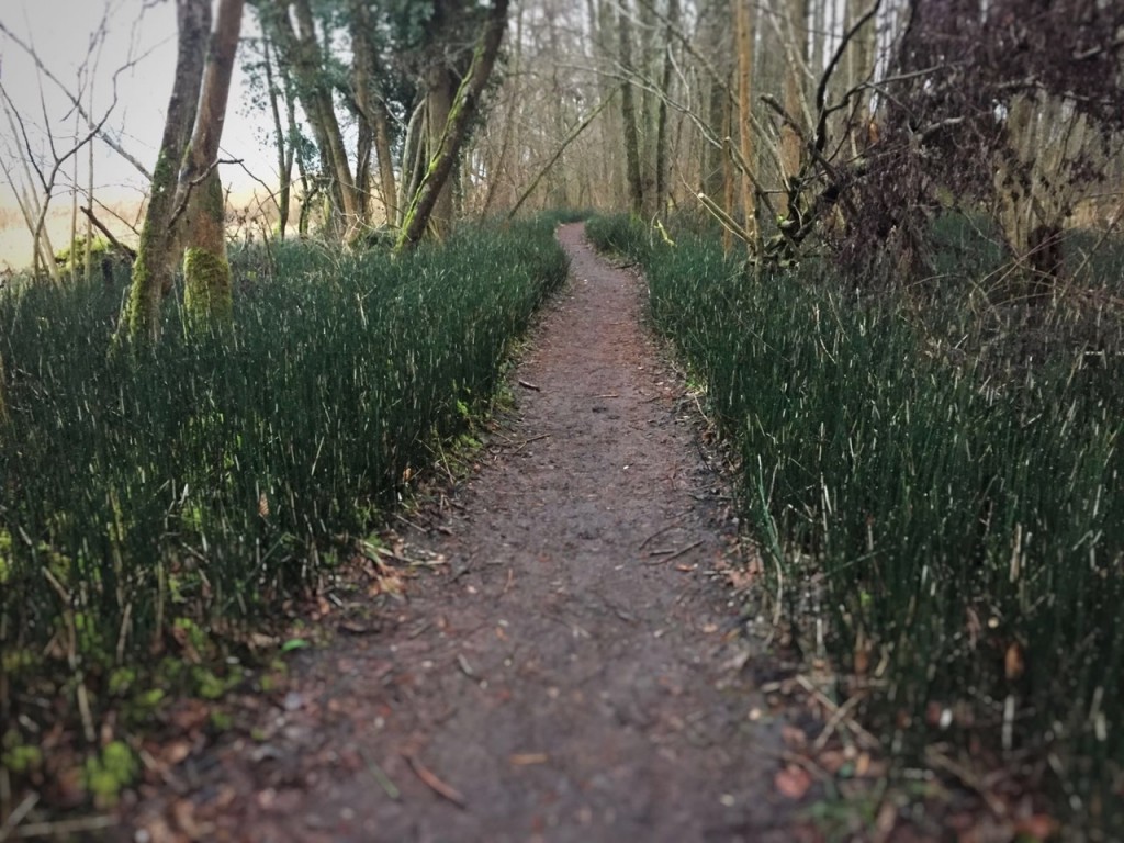 woodland path between Le Bouveret and Villeneuve and just before our eye watering taxi fare