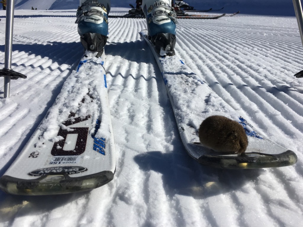 Mouse on skis