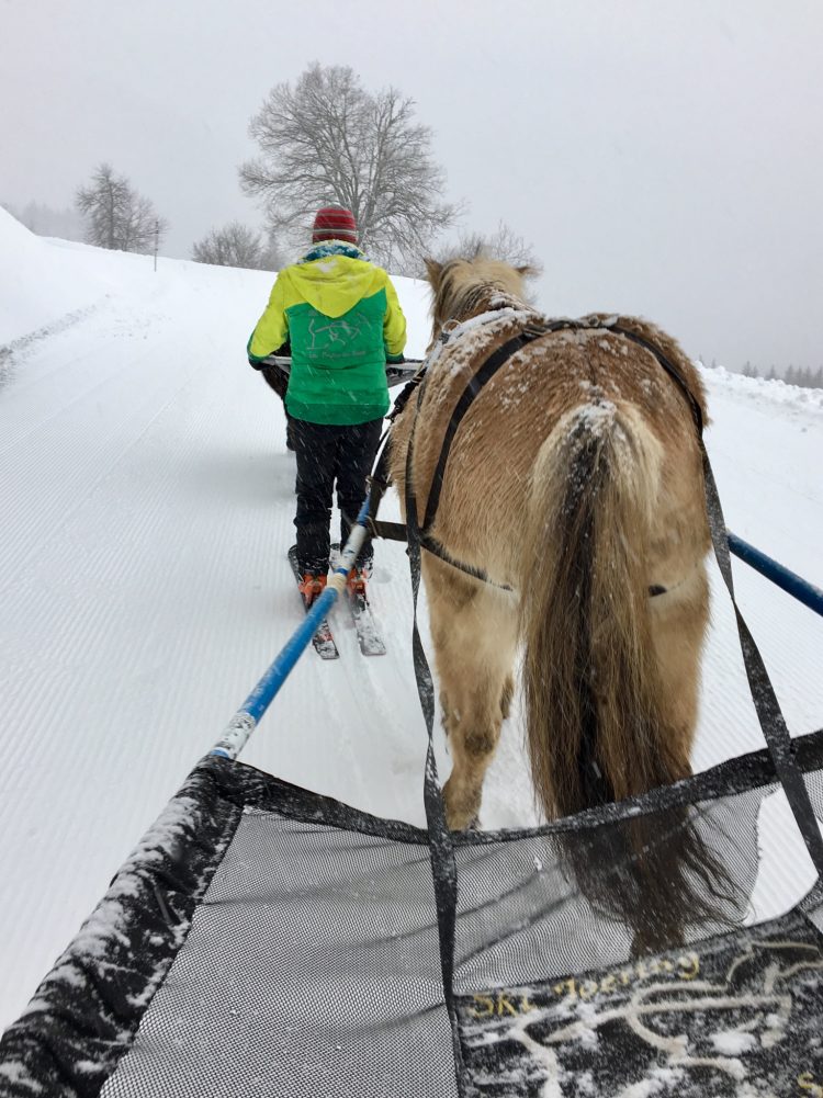 Ski-Joëring in Les Gets, January 2018.