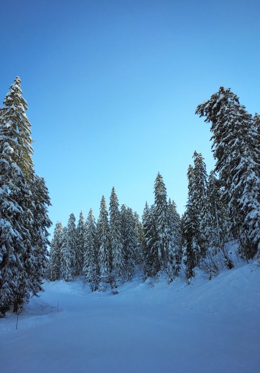 07.01.2020 Lindarets ski runs in Avoriaz and snow laden trees. First week of 2021.